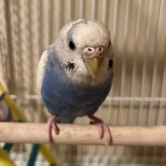 Meet your Posher, Naomi - Picture 1 of 1